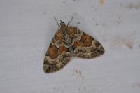 Thera britannica/variata