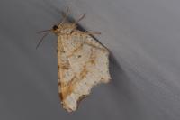 Macaria alternata