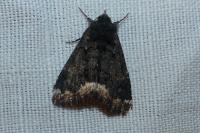 Catephia alchymista