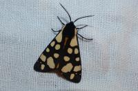 Arctia villica