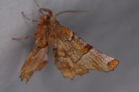 Selenia lunularia