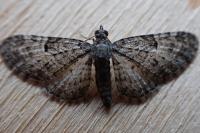 Eupithecia dodoneata