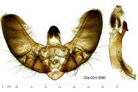 Sitochroa palealis