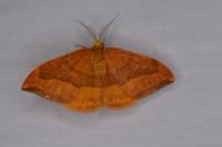 Watsonalla cultraria