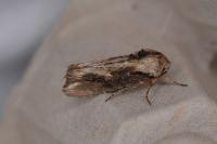 Egira conspicillaris