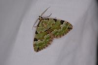 Colostygia pectinataria