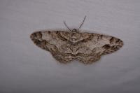 Paradarisa consonaria
