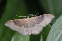 Idaea degeneraria