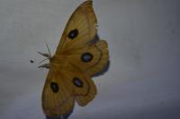 Aglia tau