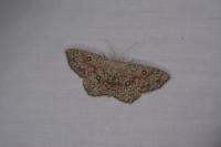 Cyclophora pendularia