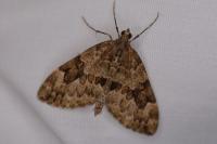 Thera obeliscata