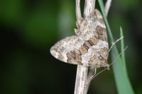 Thera obeliscata