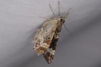 Epirrhoe alternata