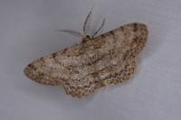 Hypomecis punctinalis