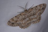 Hypomecis punctinalis