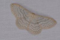 Idaea subsericeata