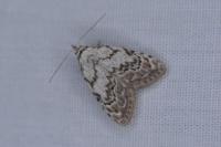 Nola confusalis