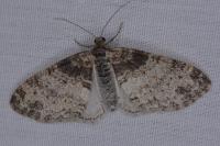 Lobophora halterata