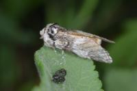 Drymonia dodonaea
