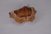 Selenia tetralunaria