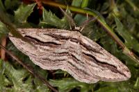 Ecleora solieraria