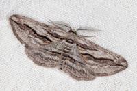 Ecleora solieraria