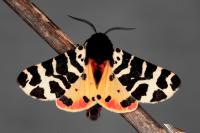 Arctia tigrina