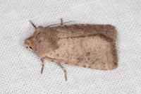 Spudaea ruticilla