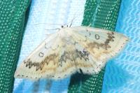 Cyclophora annularia