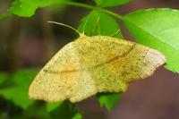 Cyclophora punctaria