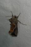 Macdunnoughia confusa