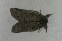 Peridea anceps