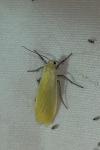 Wittia sororcula