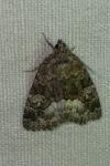 Deltote pygarga