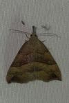 Hypena proboscidalis