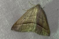 Petrophora chlorosata
