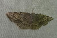 Stegania trimaculata