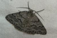 Pseudoterpna coronillaria