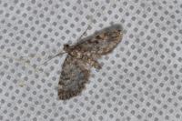 Eupithecia tantillaria