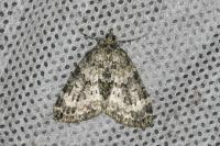 Chloroclysta miata miata