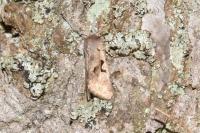 Orthosia gothica