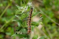 Euplagia quadripunctaria