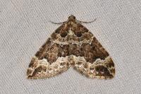 Lampropteryx suffumata
