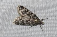 Eudonia truncicolella
