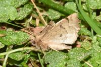 Odontopera bidentata
