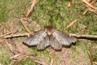 Odontosia carmelita