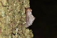 Odontosia carmelita