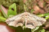 Menophra abruptaria