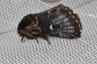 Cosmotriche lobulina