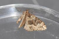 Lampropteryx suffumata